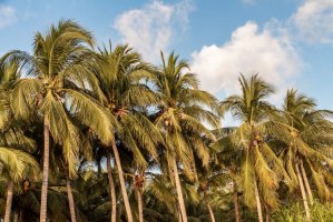 Kokosová palma (Cocos nucifera) – Tatiana Kuklina / Shutterstock