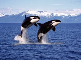 Kosatka dravá (Orcinus orca) – slowmotiongli / Shutterstock