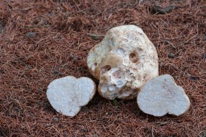 Plodnice houby bělolanýže obecného (Choiromyces meandriformis) – godi photo / Shutterstock