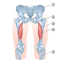 Musculus semitendinosus (pološlašitý sval) [kyčelní kost, sedací kost, stehenní kost, pološlašitý sval, holenní kost] – Martins / Shutterstock