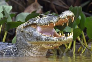 Kajman yakaré (Caiman yacare), Brazílie – Sergey Uryadnikov / Shutterstock