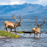 Yellowstone – Oleg Shabunin / Shutterstock