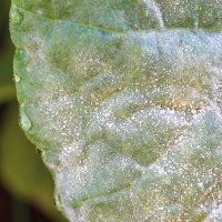 Sphaerotheca – Trialist / Shutterstock