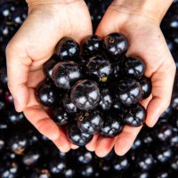 Jabotica, plody tropického ovocného stromu Myrciaria cauliflora – litchima / Shutterstock