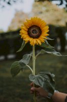 Slunečnice – fotografierende / Unsplash