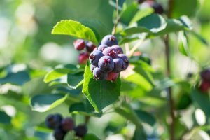 Muchovník oválný (Amelanchier ovalis) – Iva Vagnerova / Shutterstock