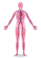 Cévní systém člověka, ilustrace – metamorworks / Shutterstock