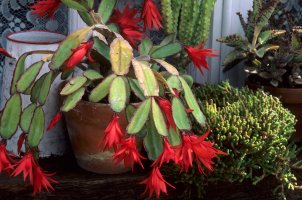 Červeně kvetoucí velikonoční kaktus (Rhipsalidopsis gaertneri; syn. Schlumbergera gaertneri) v květináči – COULANGES / Shutterstock