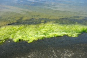 Řasa žabí vlas (Cladophora glomerata) – Milla Rasila / Shutterstock