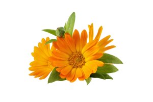 Měsíček lékařský (Calendula officinalis), květ izolovaný – Inna Dodor / Shutterstock