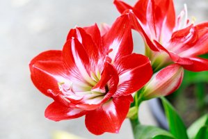 Hvězdník zahradní (Hippeastrum hortorum) – Romix Image / Shutterstock