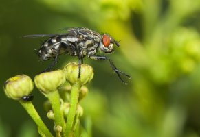 Masařka obecná (Sarcophaga carnaria) – Gucio_55 / Shutterstock
