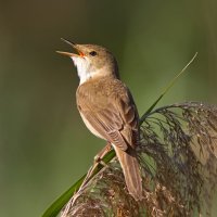 Rákosník obecný (Acrocephalus scirpaceus) – Georgios Alexandris / Shutterstock