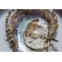 Perla v otevřené lastuře – Dr. Norbert Lange / Shutterstock