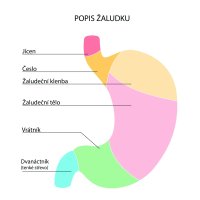 Lidský žaludek s vyznačenými částmi, ilustrace – inspiring.team / Shutterstock