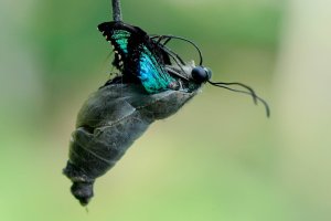 Přeměna motýla z housenky v dospělce – I Wayan Sumatika / Shutterstock