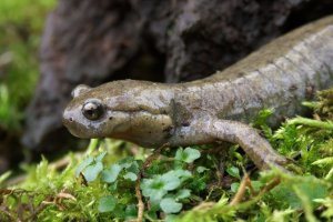 Pamlok džungarský (Ranodon sibiricus) z čeledi pamlokovitých – Wirestock Creators / Shutterstock