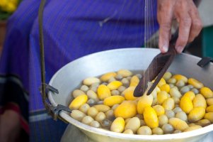 Získávání vlákna ze zámotků bource morušového (Bombyx mori) – THE CUT7 / Shutterstock