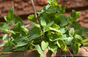 Šanta kočičí (Nepeta cataria) – alybaba / Shutterstock