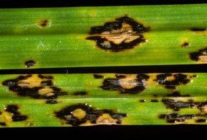 Puchýřka travní (Phyllachora graminis) – Profimedia.CZ