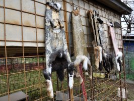 Sušící se králičí kožky – Klimek Pavol / Shutterstock