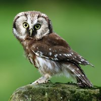 Sýc rousný (Aegolius funereus) – Ondrej Prosicky / Shutterstock