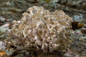 Choroš oříš (Polyporus umbellatus) – FotoLot / Shutterstock