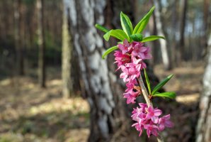 Lýkovec jedovatý (Daphne mezereum) z čeledi vrabečnicovité (Thymelaeaceae), detail keře s listy a květy – Afiraz / Shutterstock