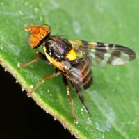 Vrtule třešňová (Rhagoletis cerasi) – Tomasz Klejdysz / Shutterstock