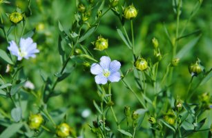 Kvetoucí len setý (Linum usitatissimum) z čeledi lnovité – marineke thissen / Shutterstock