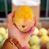 Mango – Bannon Morrissy / Unsplash