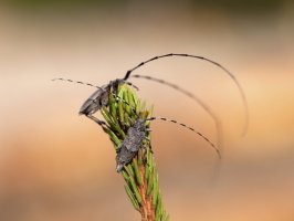 Kozlíček dazule (Acanthocinus aedilis) – Henrik Larsson / Shutterstock