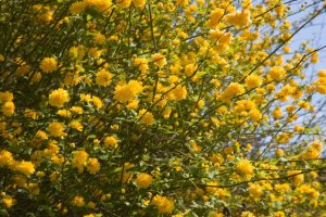 Zákula japonská (Kerria japonica) – Profimedia.cz