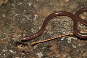 Slepan růžový (Myriopholis macrorhyncha) – Dan_Koleska / Shutterstock