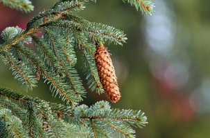 Smrk ztepilý (Picea abies) – taviphoto / Shutterstock