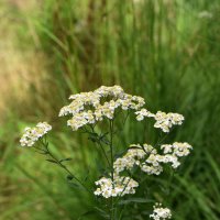 Řebříček bertrám (Achillea ptarmica) – photoPOU / Shutterstock