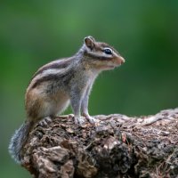 Burunduk páskovaný (Tamias sibiricus) – Albert Beukhof / Shutterstock