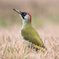 Žluna zelená (Picus viridis) – matushaban / Shutterstock