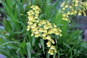Kvetoucí orchidej Oncidium – Supatcha_kate / Shutterstock