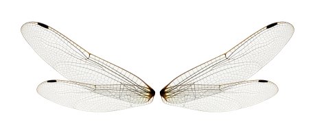 Křídla vážky (Odonata), vyztužená žilnatinou – irin-k / Shutterstock