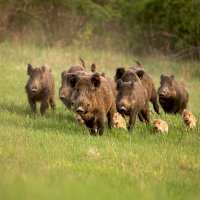 Skupina divokých prasat s mláďaty – WildMedia / Shutterstock