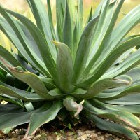 Agáve sisalová (Agave sisalana) – dangdumrong / Shutterstock