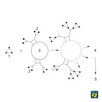 Alergen: 1 alergen, 2 protilátka, 3 cílová buňka, 4 uvolnění aktivních látek, 5 poškození – CoJeCo.cz (CC BY-SA 4.0)