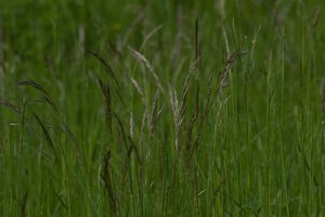 Metlice trsnatá (Deschampsia caespitosa) – Magdalena Sinakova / Shutterstock