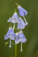 Zvonovec liliolistý (Adenophora liliifolia), květy – Viktor Loki / Shutterstock