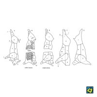 Bourání masa: A) dělení vepřových půlek: (1) nožka zadní a přední, (2) kolínka zadní a přední, (3) kýta, (4) paždík (jen výrobní masa), (5) ocásek, (6) pečeně, (7) bok, (8) plec, (9) krkovička, (10) lalok (jen výrobní masa), (11) hlava, (12) ucho; B) základní dělení hovězích čtvrtí: (1) kýta, (2) kližka, (3) svíčková, (4) roštěná, (5) bok bez kosti, (6) bok s kostí, (7) vyskoý roštěnec, (8) podplečí, (9) krk, (10) hrudí se žebry, (11) plec, (12) kližka, (13) špička krku (pouze výrobní maso); C) dělení telecího masa: (a) kýta s kolenem, (b) plec s kolenem, (c) pečeně (ledvina), (d) krk (karbanátek), (e) hrudí, (e1) špička hrudí, (e2) střed hrudí, (e3) bok (pupek), (f) koleno zadní, (g) kližky (při vykosťování); D) dělení skopového masa: (1) kýta, (2) hřbet (cemr), (3) šrůtka, (4) krk, (5) plec, (6) bok – CoJeCo.cz (CC BY-SA 4.0)