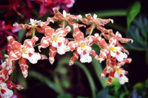 Kvetoucí orchidej Odontoglossum – Alex Manders / Shutterstock