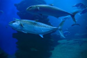 Makrela obecná (Scomber scombrus) – R. Maximiliane / Shutterstock