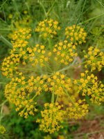 Kvetoucí rostlina Ferulago campestris, Athény, Řecko – Roshan 971818 / Shutterstock