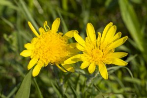 Hadí mord nízký (Scorzonera humilis) – Bildagentur Zoonar GmbH / Shutterstock